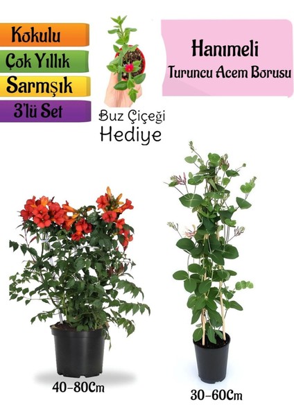 Turuncu Borazan Çiçeği+Kokulu Hanımeli Çiçeği+Buz Çiçeği Hediyeli 3'lü Peyzaj Seti