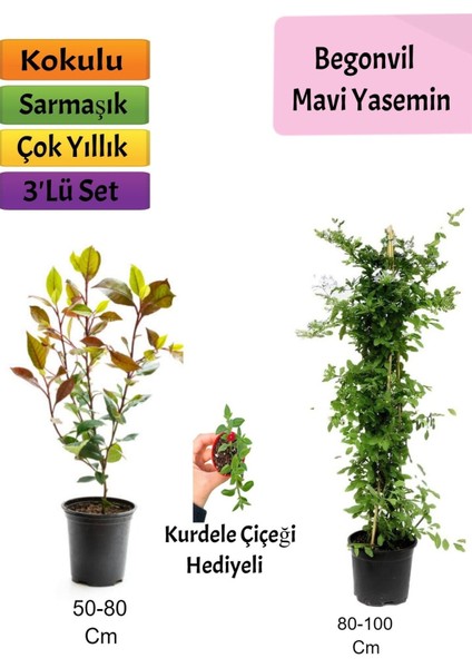 Mavi Yasemin + Alev Çalısı+ Buz Hediyeli