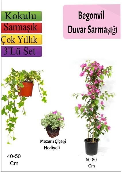 Amerikan Duvar Sarmaşığı+ Pembe Begonvil+ Mezem Çiçeği Hediyeli
