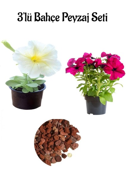 Beyaz+Fuşya Petunya (5-20 Cm)+ Curf (2lt) Dış Mekan Bitkisi