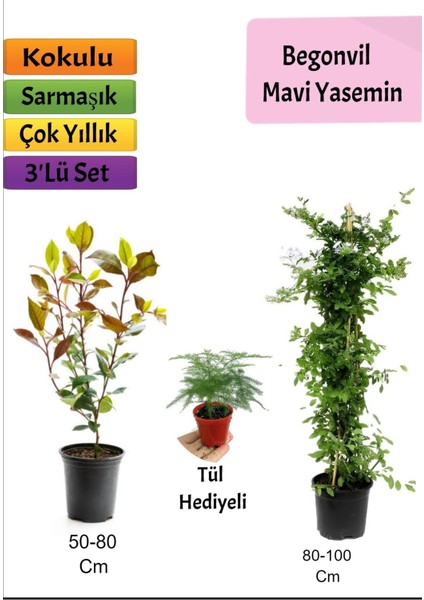 Mavi Yasemin + Alev Çalısı+ Tül Hediyeli