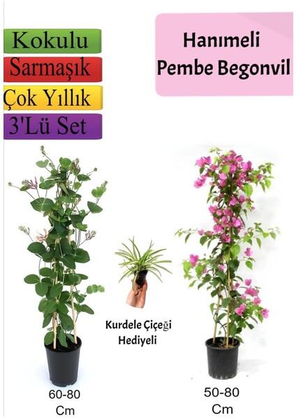 Hanımeli+ Pembe Begonvil+ Kurdele Çiçeği Hediyeli