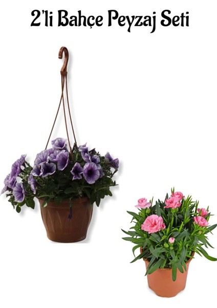 Açık Mor Petunya(10-30 Cm)+ Pembe Karanfil (5-15 Cm)