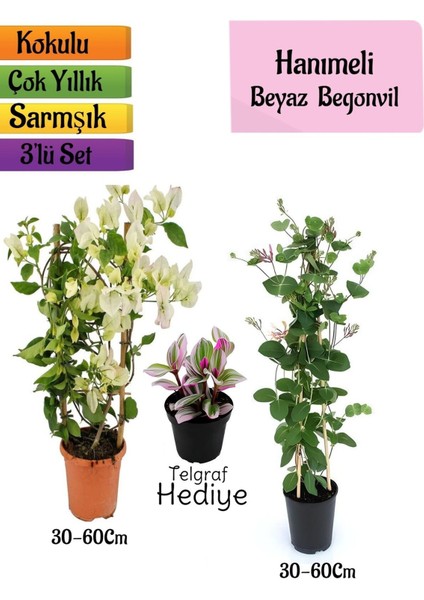 Beyaz Begonvil+Kokulu Hanımeli Çiçeği+Telgraf Çiçeği Hediyeli 3'lü Peyzaj Seti