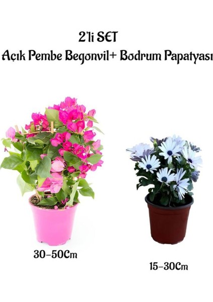 Açık Pembe Gelin Begonvil Çiçeği+Beyaz Bodrum Papatyası 2'li Peyzaj Seti