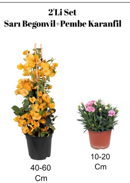2'li Set Sarı Begonvil+ Pembe Karanfil Çiçeği Dış Mekan Bitkisi