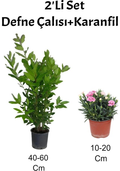 2'li Set Defne Çalısı Karanfil+Pembe Karanfil Dış Mekan Bitkisi