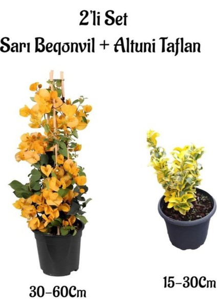 Sarı Renk Sarmaşık Begonvil Çiçeği+Altuni Taflan Çit Bitkisi Saksılı Dış Mekan Bitkileri
