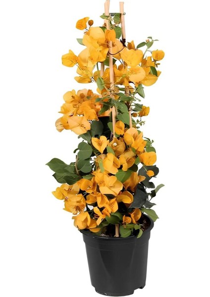 Sarı Renk Sarmaşık Begonvil Çiçeği+Altuni Taflan Çit Bitkisi Saksılı Dış Mekan Bitkileri fiyatları