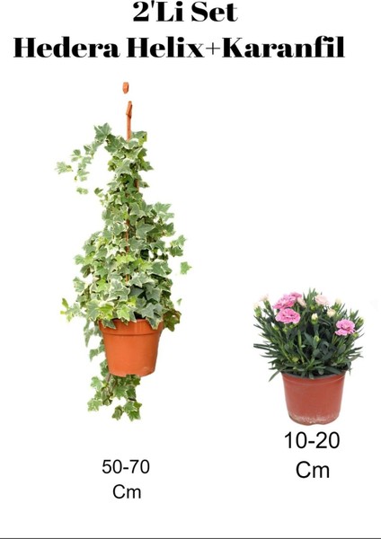 2'li Set Hedera Helix Duvar Sarmaşığı+ Karanfil Dış Mekan Bitkisi