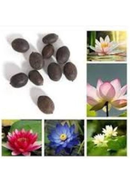 20 Adet Tohum Nadir Karışık Rengarenk Lotus Çiçeği Tohumu Sürpriz Hediye Tohumlu