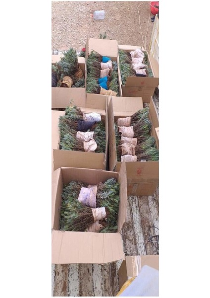 10 Adet Potta Angustifolia Lavanta Fidanı Fidesi