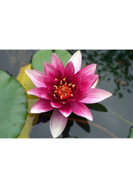 Lotus Çiçeği Tohum Nilüfer Çiçeği Tohumu 25 Adet Tohum