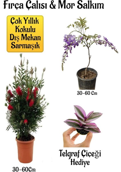 Fırça Çalısı Fidanı+Mor Salkım Ağacı Fidanı Telgraf Çiçeği Hediyeli Peyzaj Seti