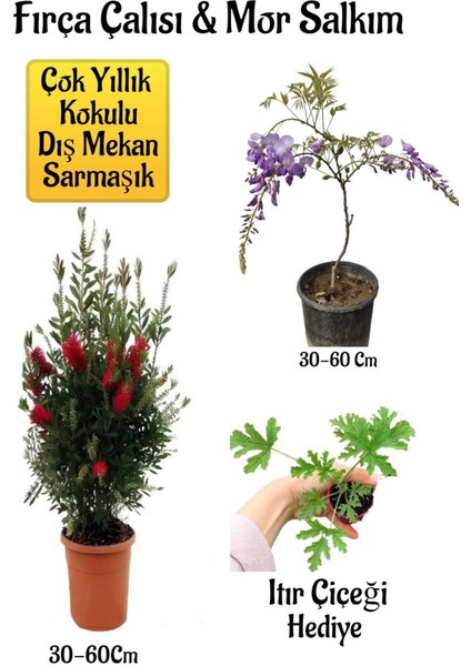 Fırça Çalısı Fidanı+Mor Salkım Ağacı Fidanı Itır Çiçeği Hediyeli Peyzaj Seti