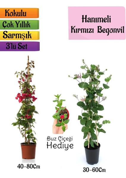Kırmızı Begonvil+Kokulu Hanımeli Çiçeği+Buz Çiçeği Hediyeli 3'lü Peyzaj Seti