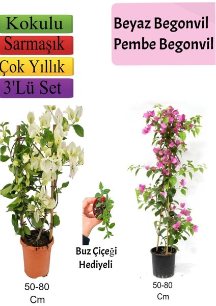 Beyaz+ Pembe Begonvil+ Buz Çiçeği Hediyeli