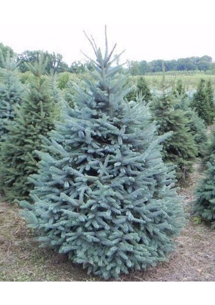 Mavi Ladin Fidanı - 40 cm (Picea Pungens)