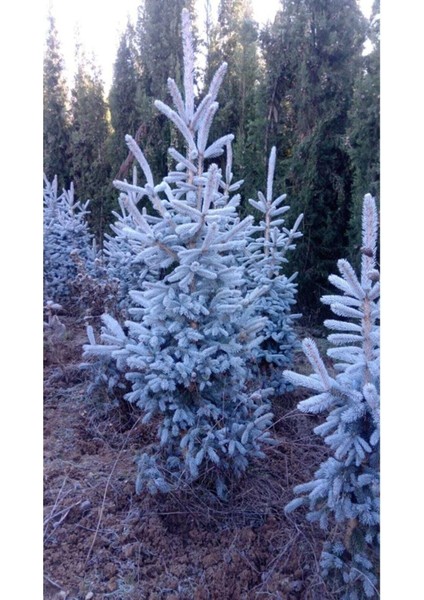 Mavi Ladin Fidanı - 40 cm (Picea Pungens)