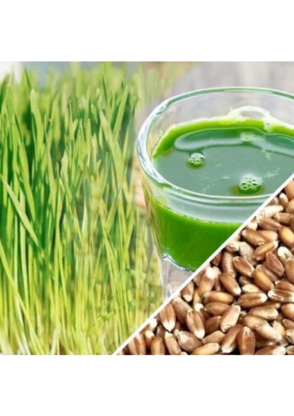 Buğday Tohumu 15 kg