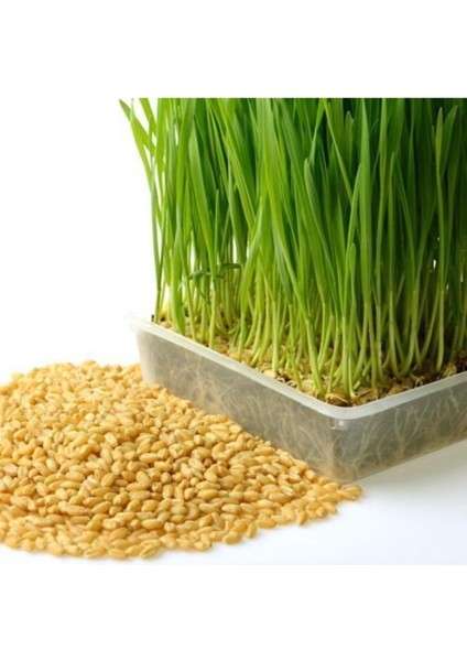 Buğday Tohumu 15 kg fiyatları