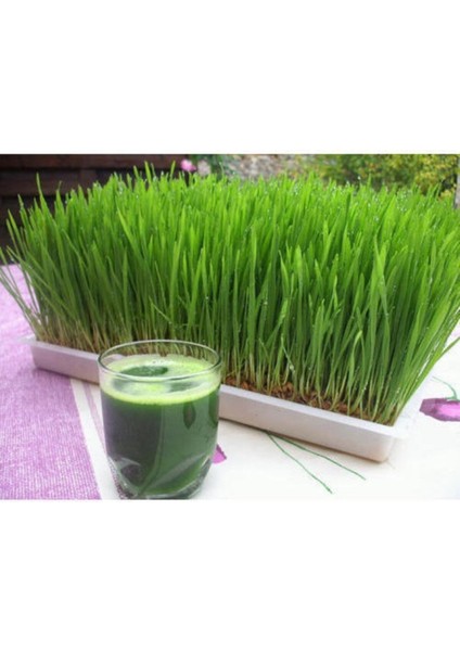 Buğday Tohumu 15 kg modelleri