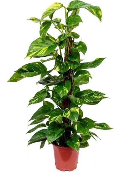 "" Salon Sarmaşığı Sicindapsus 70 cm