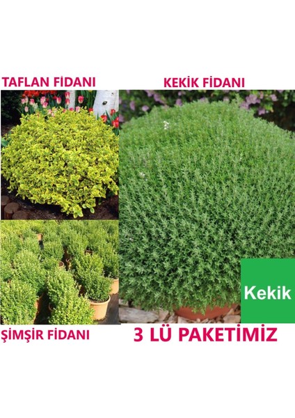 1 Adet Şimşir 1 Adet Taflan + 1 Adet Kekik Fidanı Tüplüdür