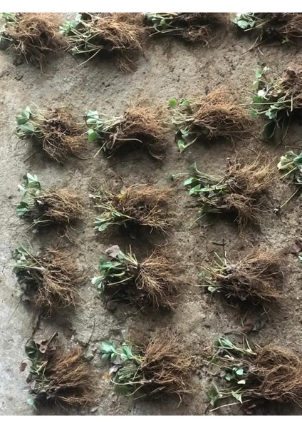 80 Adet Monterey Çilek Fidanı Açık Kök ve Taze Söküm ( Frigo )