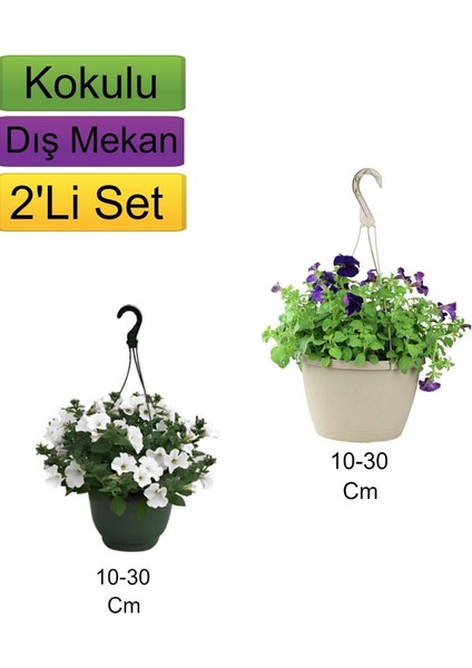 2'li Set Beyaz+ Mor Renkli Petunya Çiçeği
