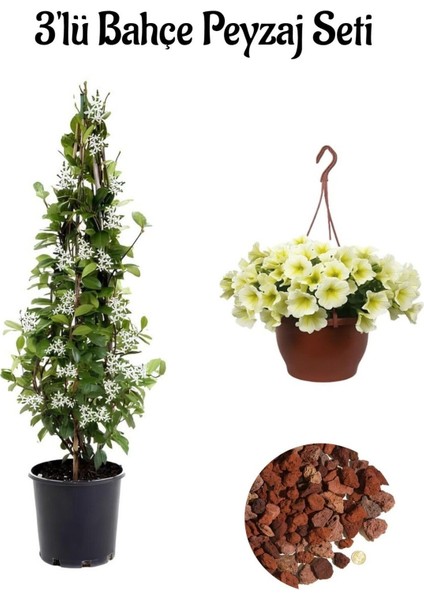 Arap YASEMIN(40-80CM)+SARI Petunya (20-30CM)+2LT Curf Dekoratif Taş 3'lü Peyzaj Seti