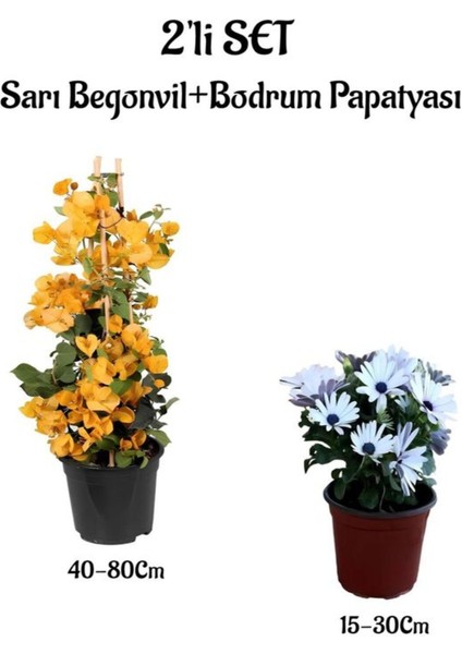 Sarı Renk Begonvil Fidanı+Beyaz Renk Bodrum Papatyası 2'li Set Peyzaj Bitkileri