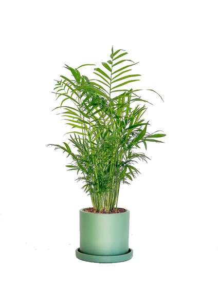 Dağ Palmiyesi - Ruby Yeşil Saksılı 30-40CM Chamaedorea Elegans