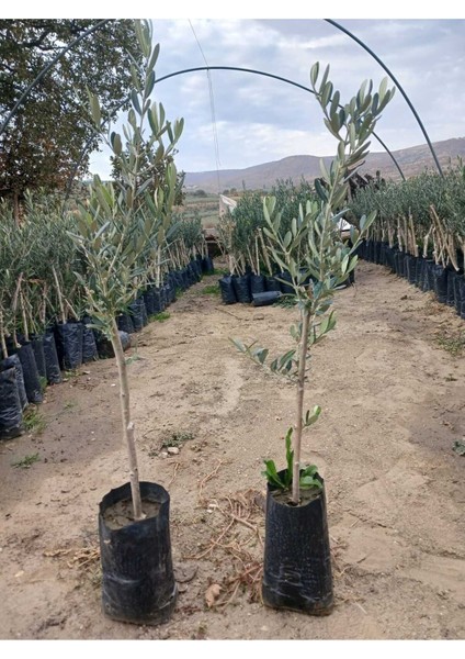 2 Adet Gemlik Trilye Zeytin Fidanı