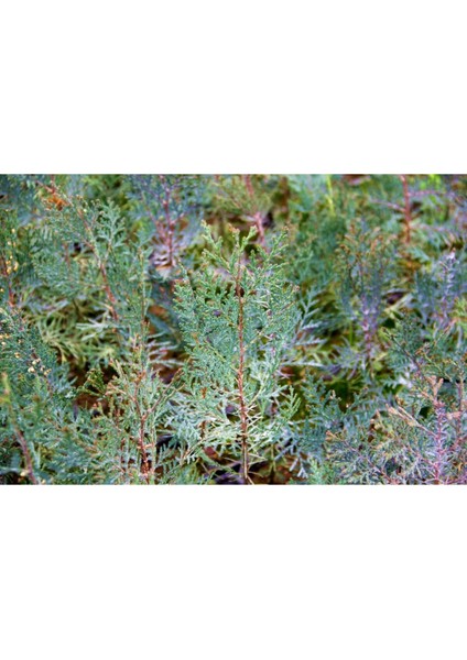 Yeşil Mazı Fidanı 5 Adet - Çit Bitkisi ( Thuja Orientalis )