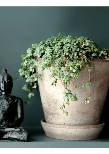 Pilea Glauca - Dostluk Çiçeği