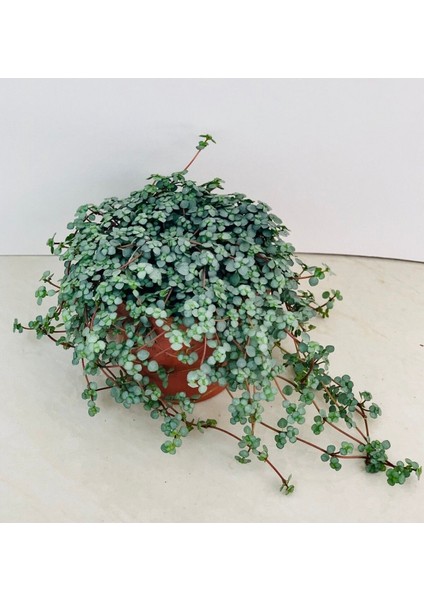 Pilea Glauca - Dostluk Çiçeği