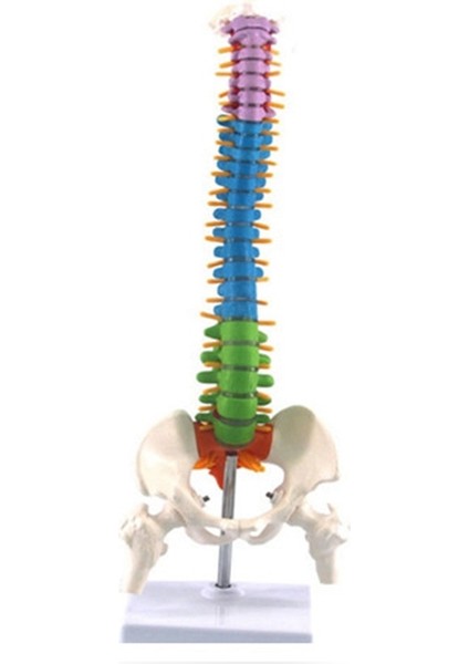 Pelvik Insan Anatomik Anatomisi Omurga Omurga ile 45CM (Yurt Dışından)
