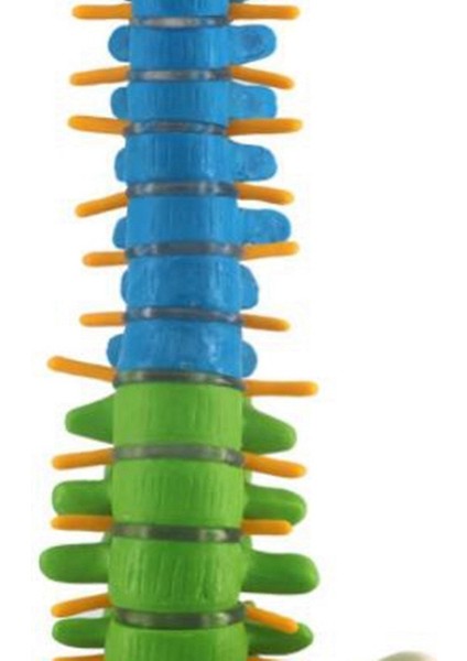 Pelvik Insan Anatomik Anatomisi Omurga Omurga ile 45CM (Yurt Dışından)
