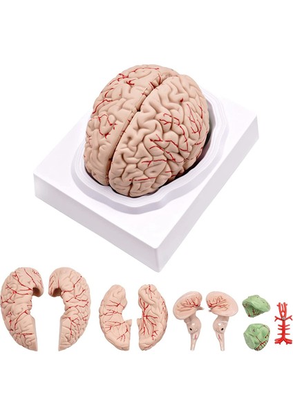 Insan Beyni, Fen Sınıfı Çalışması ve Öğretimi Için Teşhir Tabanlı Gerçek Boyutta Insan Beyni Anatomisi Modeli Ekran B (Yurt Dışından)