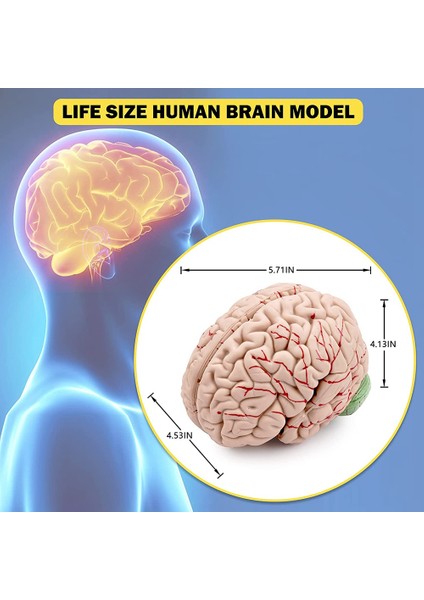 Insan Beyni, Fen Sınıfı Çalışması ve Öğretimi Için Teşhir Tabanlı Gerçek Boyutta Insan Beyni Anatomisi Modeli Ekran B (Yurt Dışından)