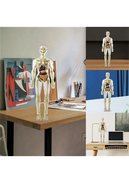 3D Insan Vücudu Torso Modeli Anatomi Modeli Iskelet, Insan Vücudu Modeli, Çıkarılabilir Parçalar, Dıy Iskelet Oyuncak (Yurt Dışından)