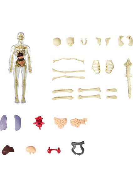 3D Insan Vücudu Torso Modeli Anatomi Modeli Iskelet, Insan Vücudu Modeli, Çıkarılabilir Parçalar, Dıy Iskelet Oyuncak (Yurt Dışından)