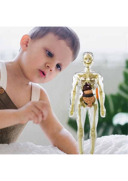 3D Insan Vücudu Torso Modeli Anatomi Modeli Iskelet, Insan Vücudu Modeli, Çıkarılabilir Parçalar, Dıy Iskelet Oyuncak (Yurt Dışından)