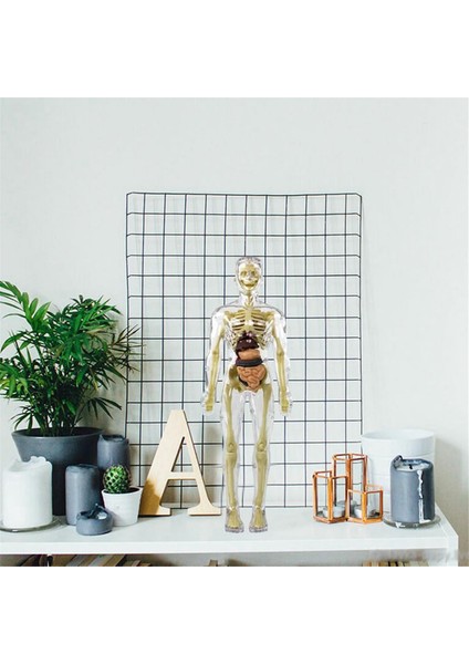 3D Insan Vücudu Torso Modeli Anatomi Modeli Iskelet, Insan Vücudu Modeli, Çıkarılabilir Parçalar, Dıy Iskelet Oyuncak (Yurt Dışından)