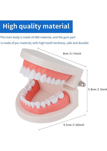 2 Paket Standart Diş Diş Modeli-Diş Ağız Modeli Insan Dişleri Modeli Öğretim Eğitimi Için Diş Fırçalama Modeli (Yurt Dışından)