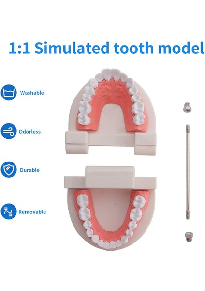 2 Paket Standart Diş Diş Modeli-Diş Ağız Modeli Insan Dişleri Modeli Öğretim Eğitimi Için Diş Fırçalama Modeli (Yurt Dışından)