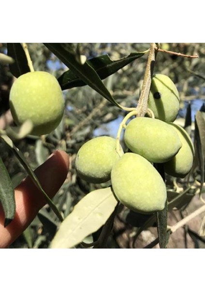 2 Adet Memecik Zeytin Fidanı Tüplü 2yaş ve 1metre Boydur Garantilidir