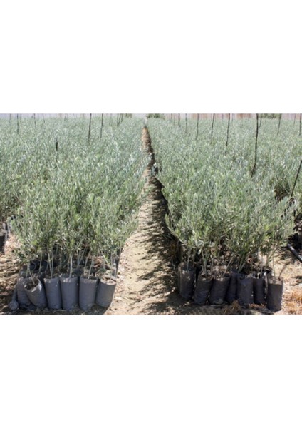 2 Adet Memecik Zeytin Fidanı Tüplü 2yaş ve 1metre Boydur Garantilidir fiyatları