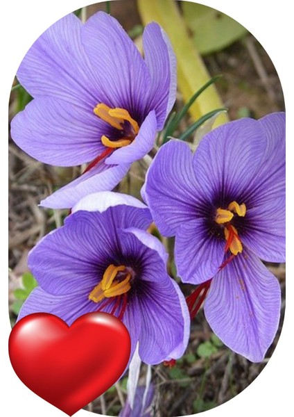 50 Adet Safranbolu Gerçek Safran Çiçeği Soğanı Crocus Sativus